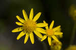 Roundleaf ragwort